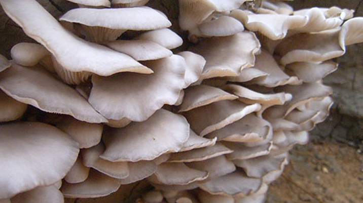 菌菇的营养价值及功效